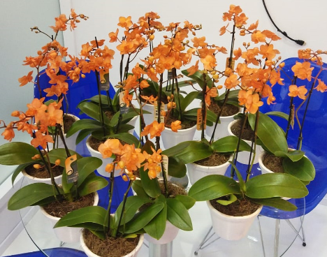Plantas natural